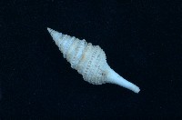 藏品(金絲捲管螺)的圖片